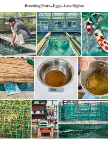 Photos from the Art of Sorting Fry story on Koi Waters