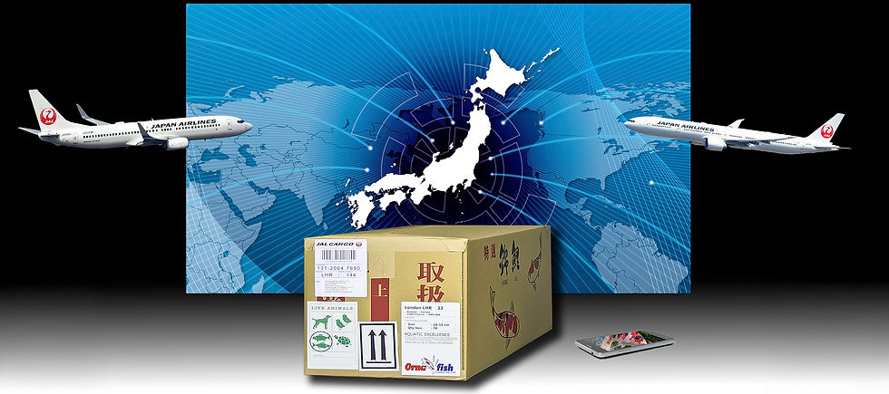 Global Exports of Koi from Japan share Japanese Culture with the World