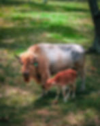 White Buffalo and Calf