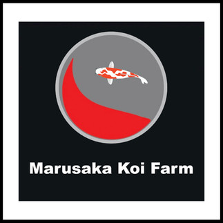 Marusaka Koi Farm Facebook Link