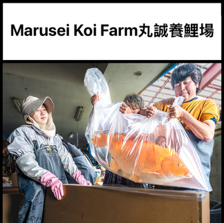 Marusei Koi Farm Facebook link