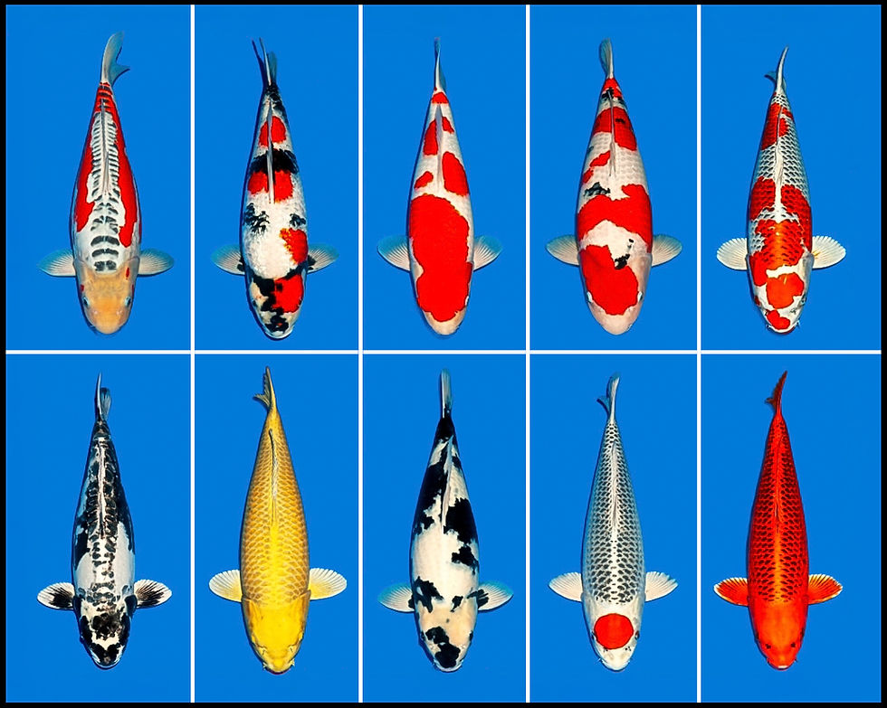 Selection of Koi offered at Ogata Koi Farm