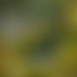 Water and Moss at the Mitaki-dera temple, Hiroshima Japan