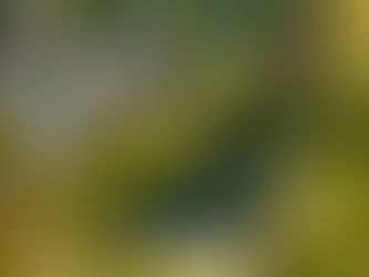 Water and Moss at the Mitaki-dera temple, Hiroshima Japan