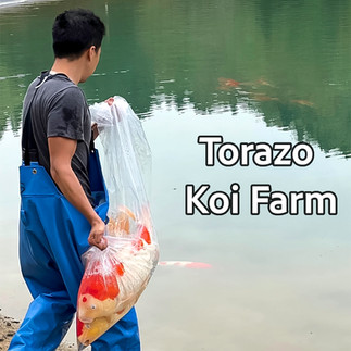 Tornado Koi Farm web link