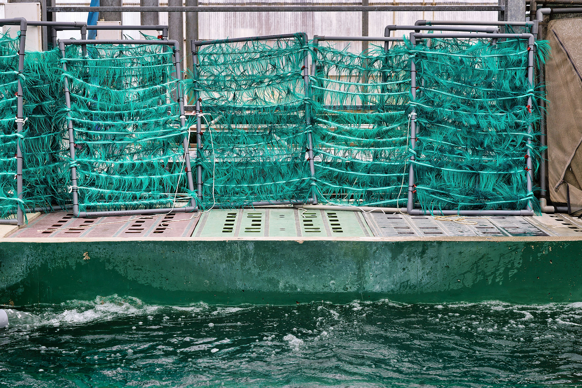 Breeding brushes at ISA Koi Farm