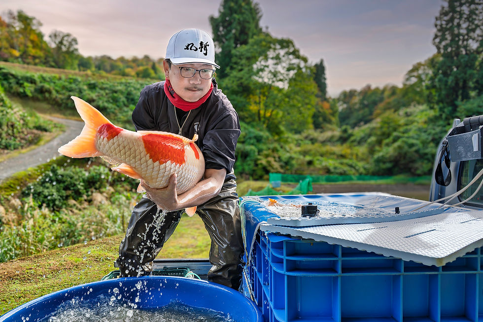 Mitsuhiro Tanaka, Marushin Koi Farm, loading one of his prized koi onto a truck from a Mountain Mud Pond.
