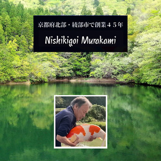 Murakami Koi Farm Website Link
