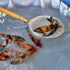 Sorting fry, up close, at Ogata Koi Farm