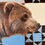 Thumbnail: Blue Bear