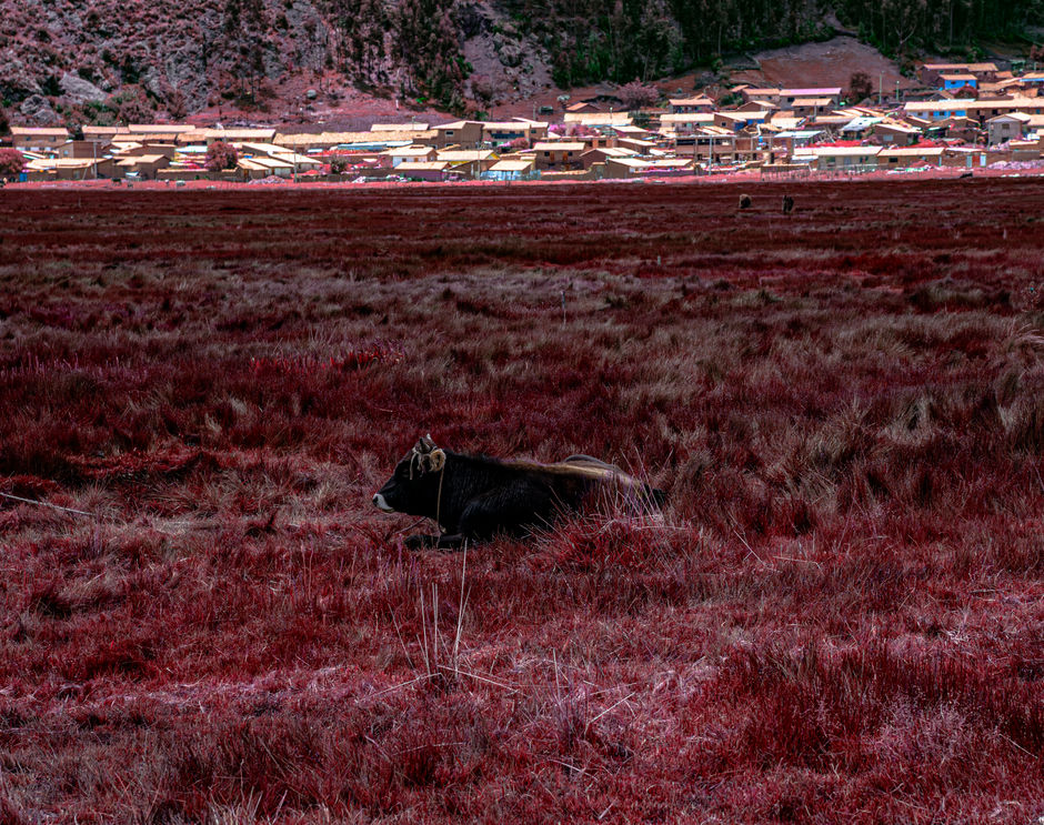 Descanso da vaca.jpg