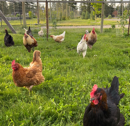 Screenshot 2026-01-24 at 5.57.28 PM.png