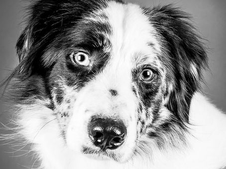 Photographe animalier dans les Yvelines
