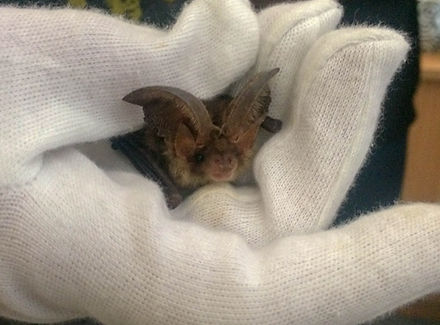 Brown Long-Eared Bat taken by Martin Roc