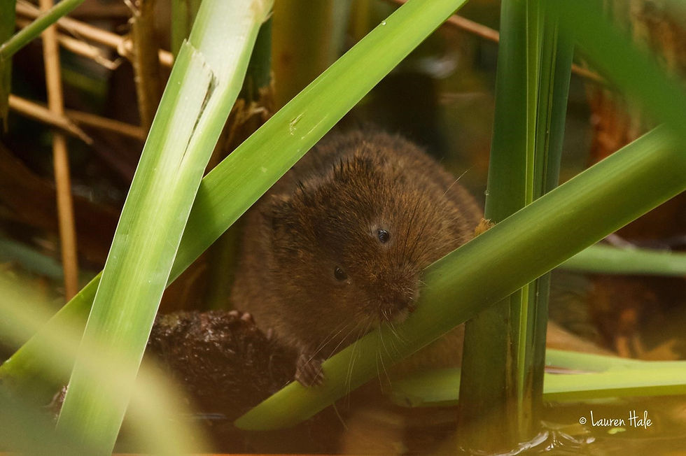 Water Vole