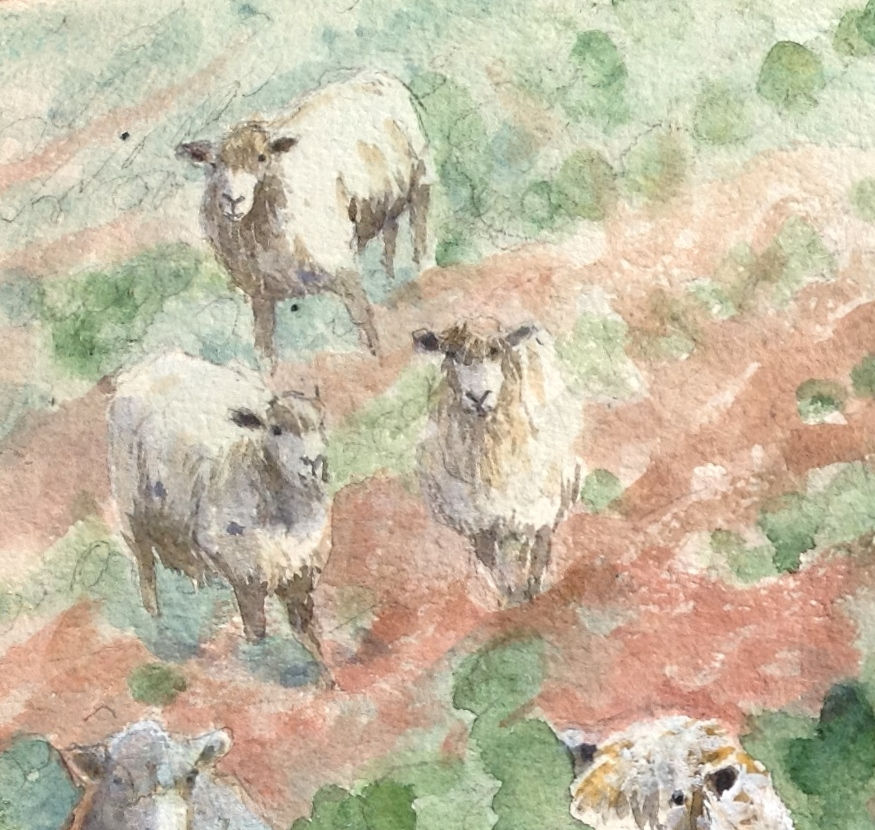 Thumbnail: Cotswold Sheep