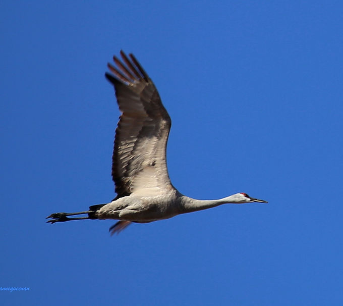 sandhill crane flying WM.jpeg