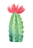 plant.png