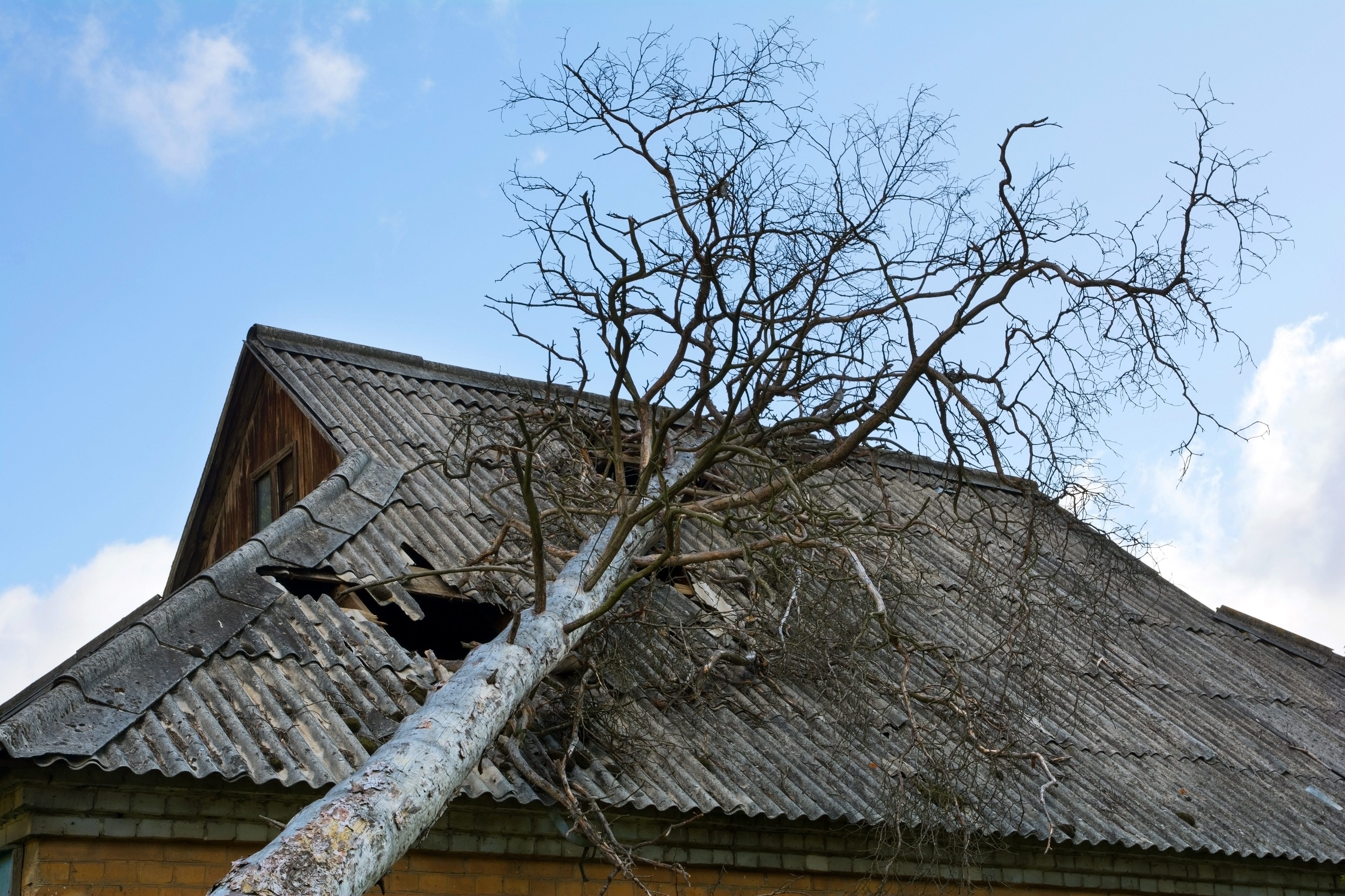 Tree Dangers and Hurricanes