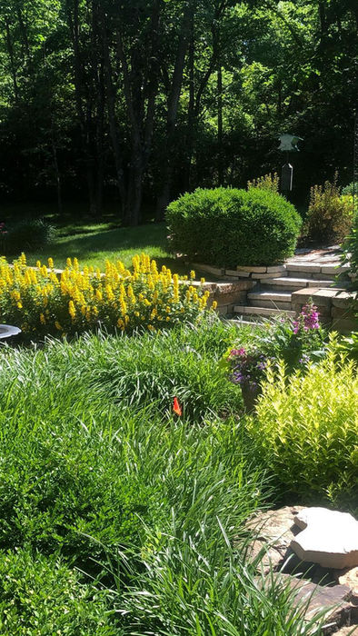 Lush garden with diverse green plants, vibrant yellow flowers, and stone steps.