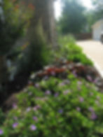 after - perennial garden 