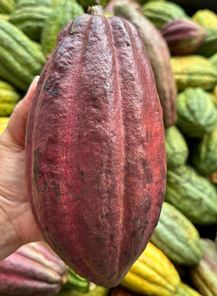 Ripe, purple cacao pod