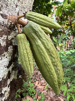 Criollo pods