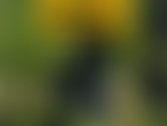 DISEÑOS DE PARQUES Y JARDINES 4