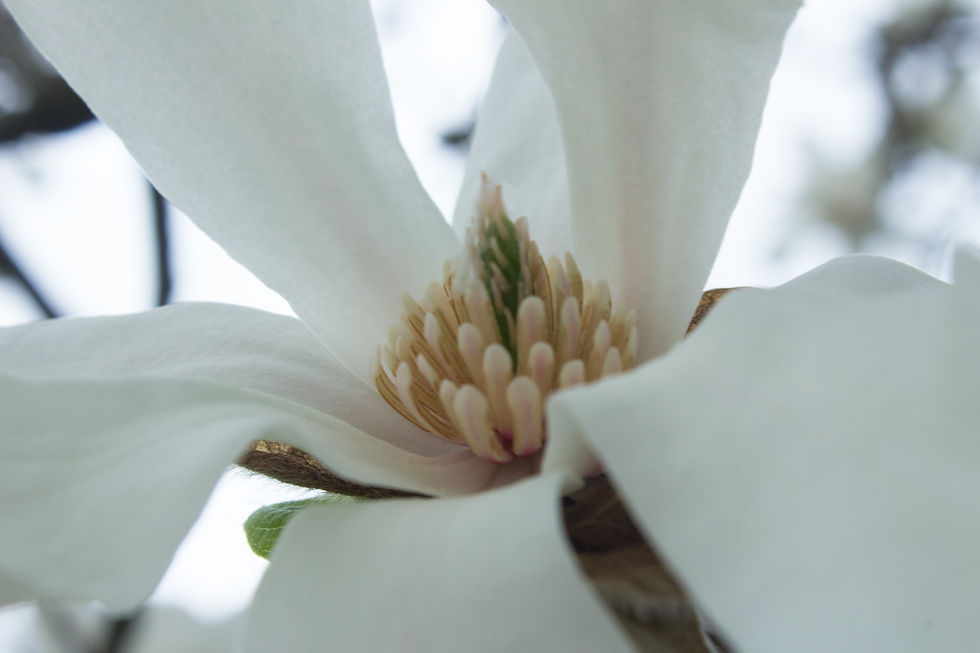 MagnoliaBlossom