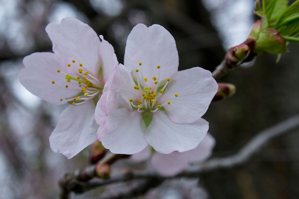 SakuraBlossoms