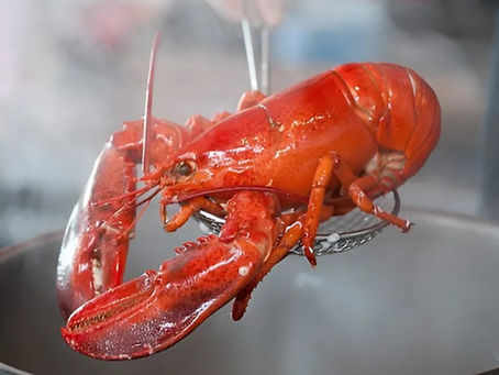 When a lobster is cooked , it implodes from the pain!