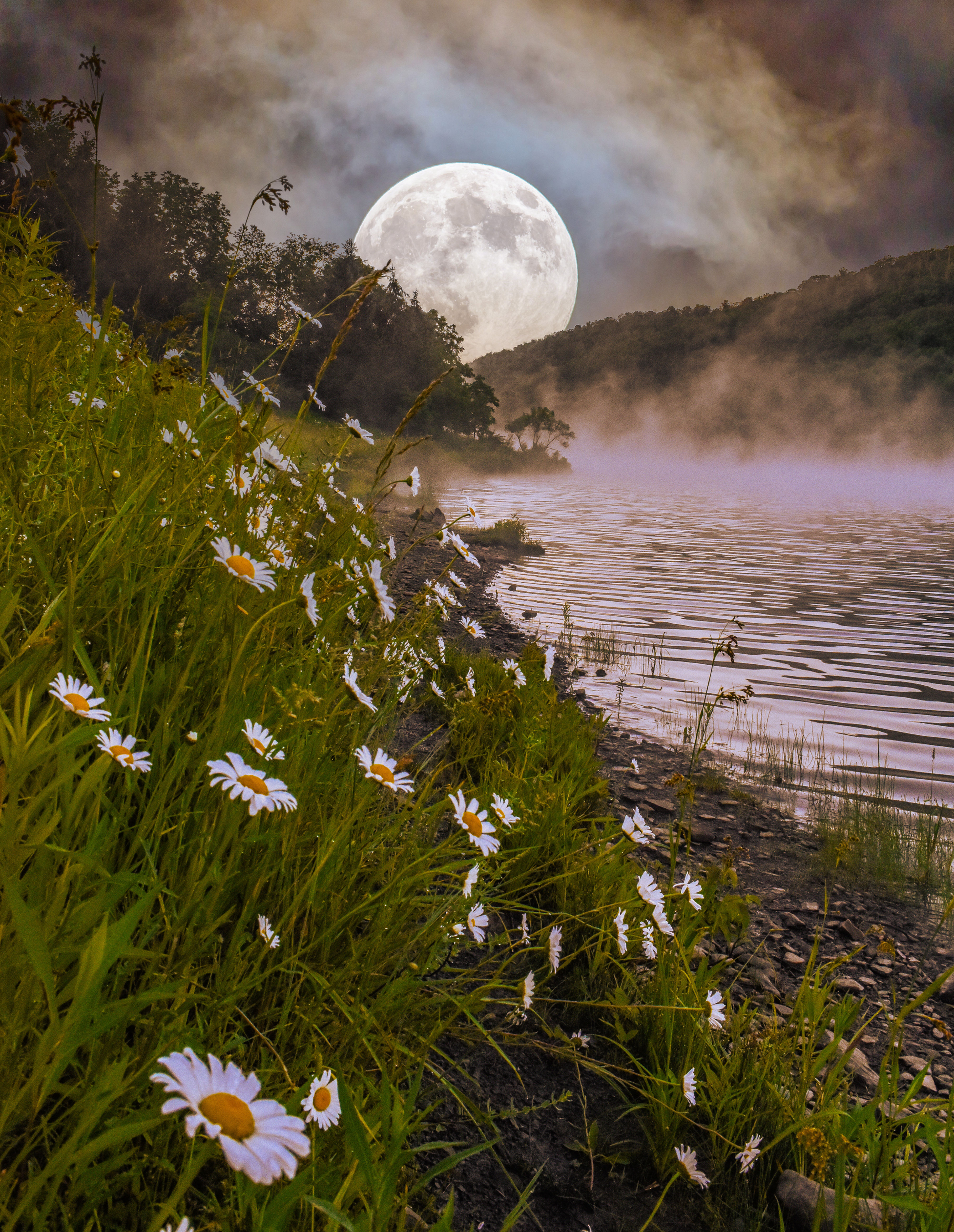 Daisy Moon 12x18 Print