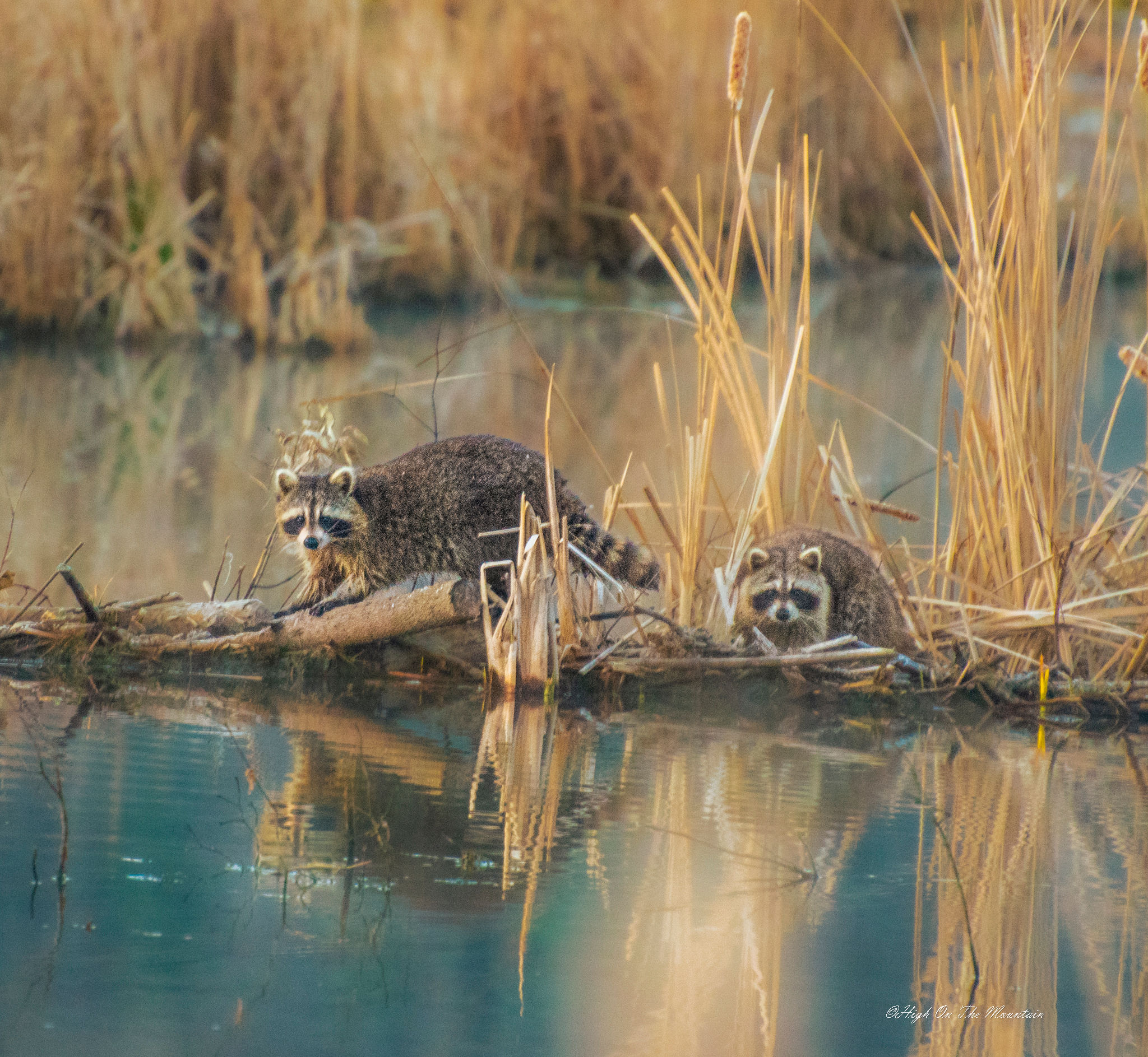 Egg Thieves 16x20 Canvas Print