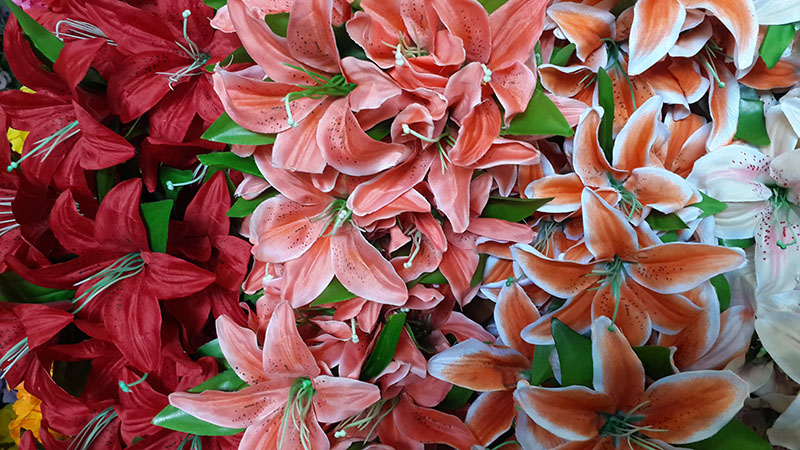 SatinFlower-F9-009