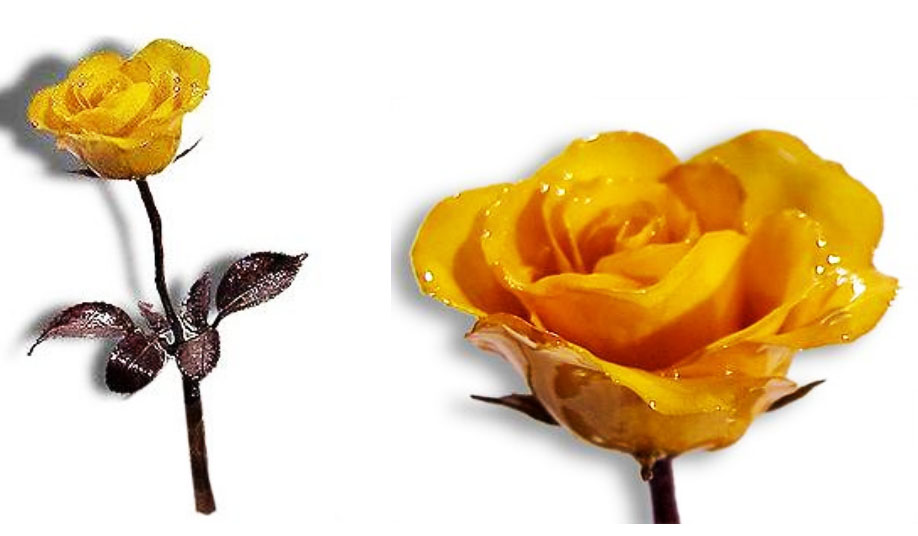 PS-YellowRosewithStem