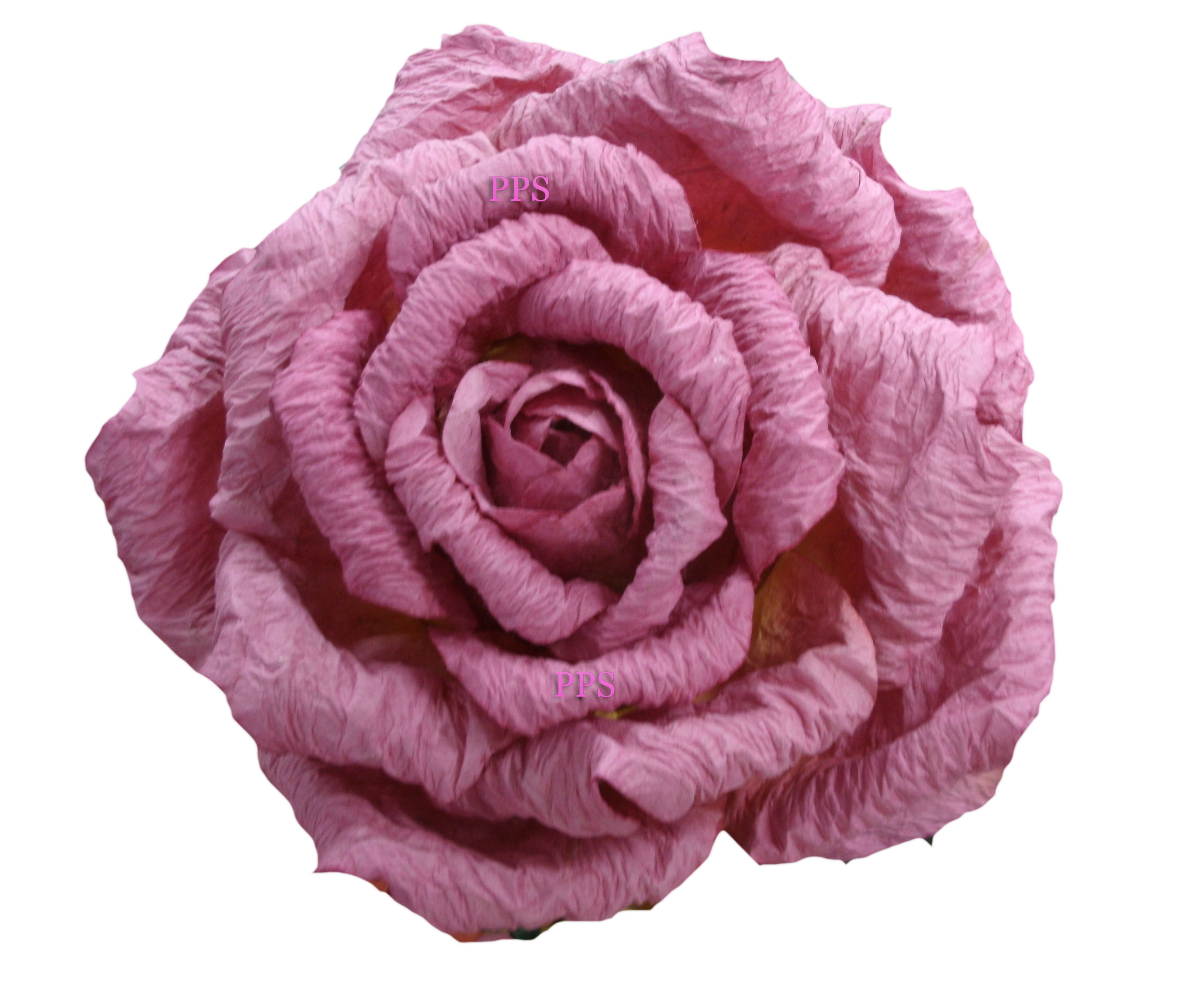 Giant Rose-40