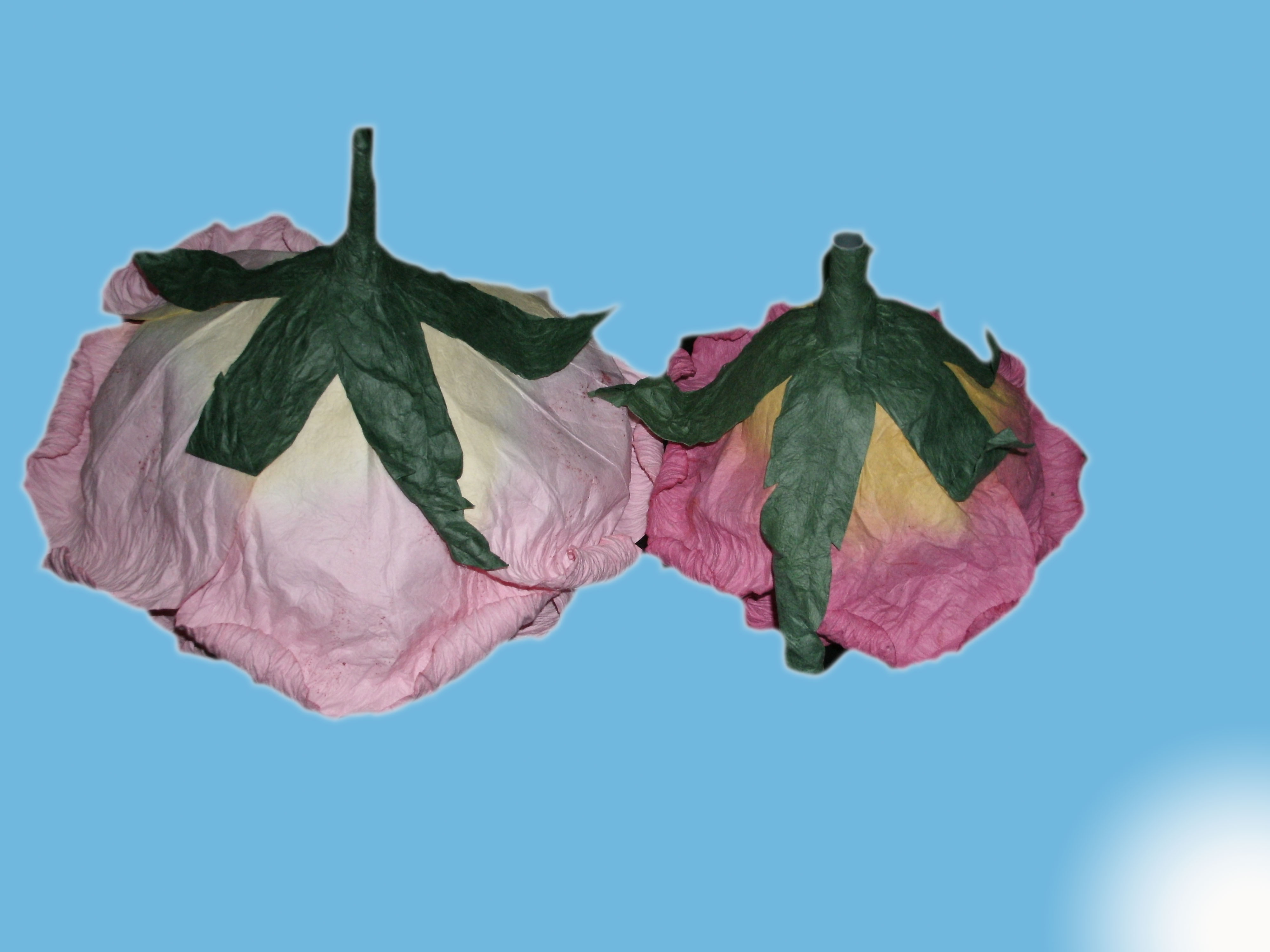 Giant Rose-37