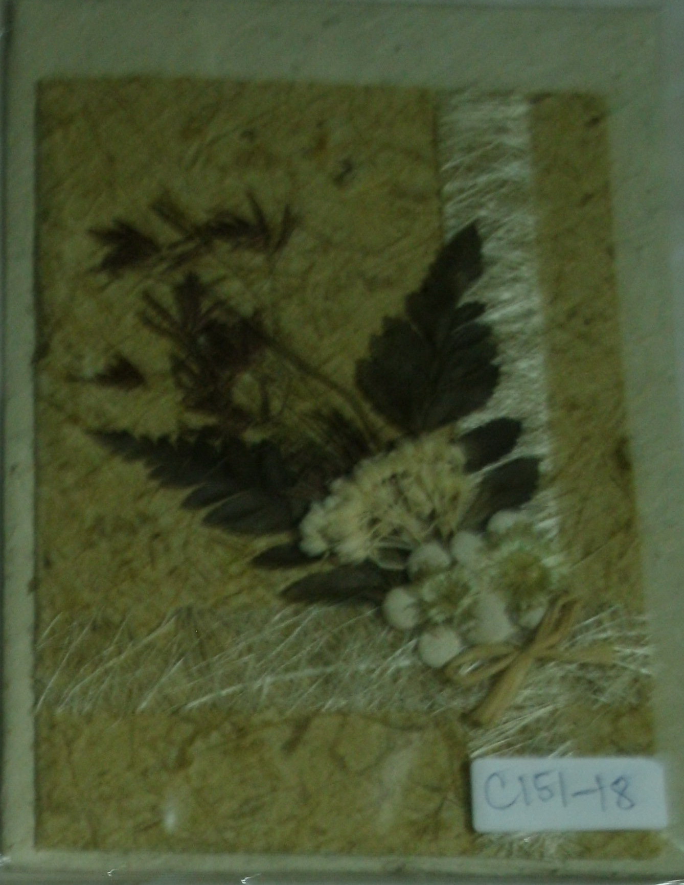 Greeting Card-GEDC1225-2