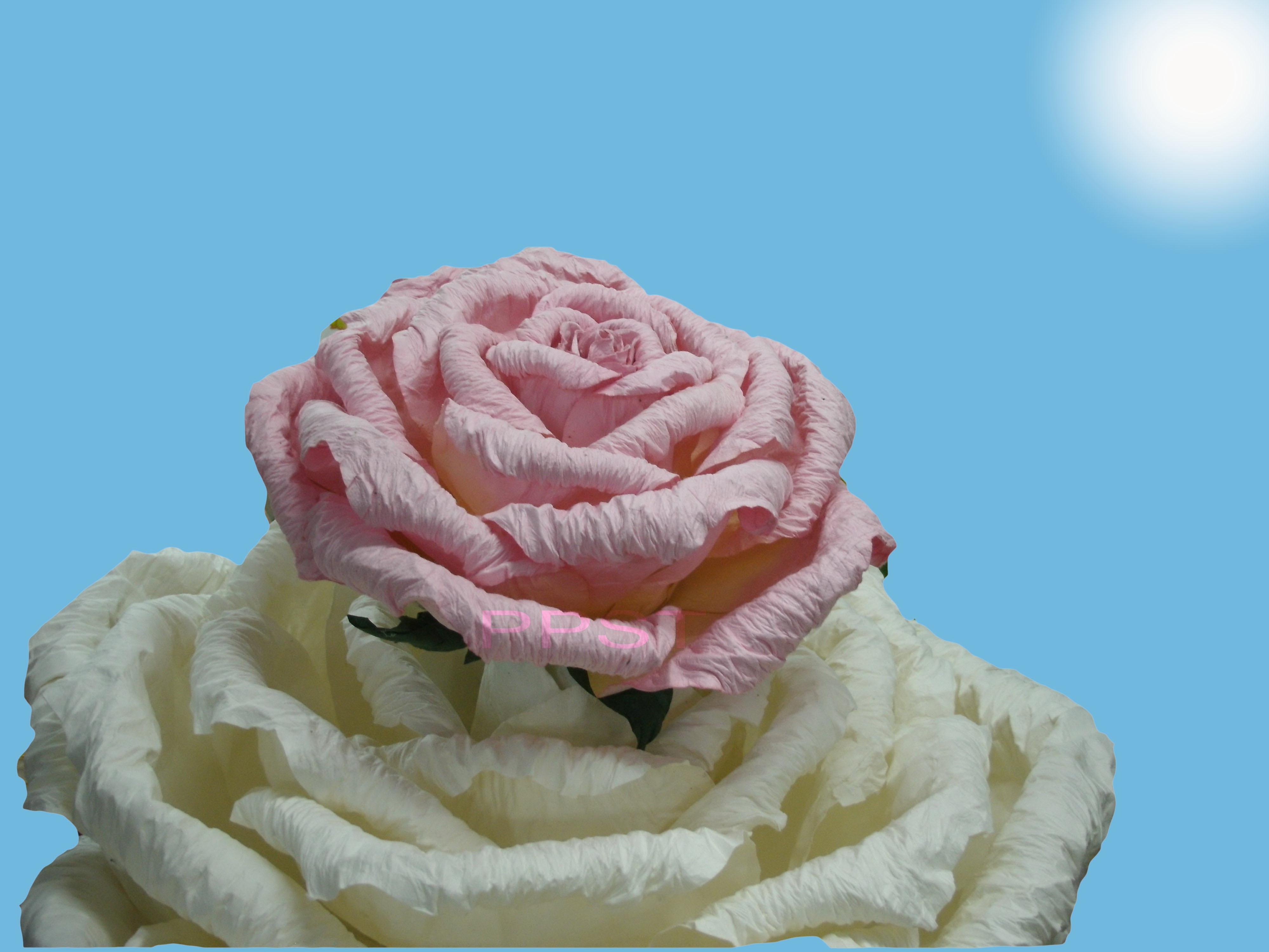 white-pinkrose-32