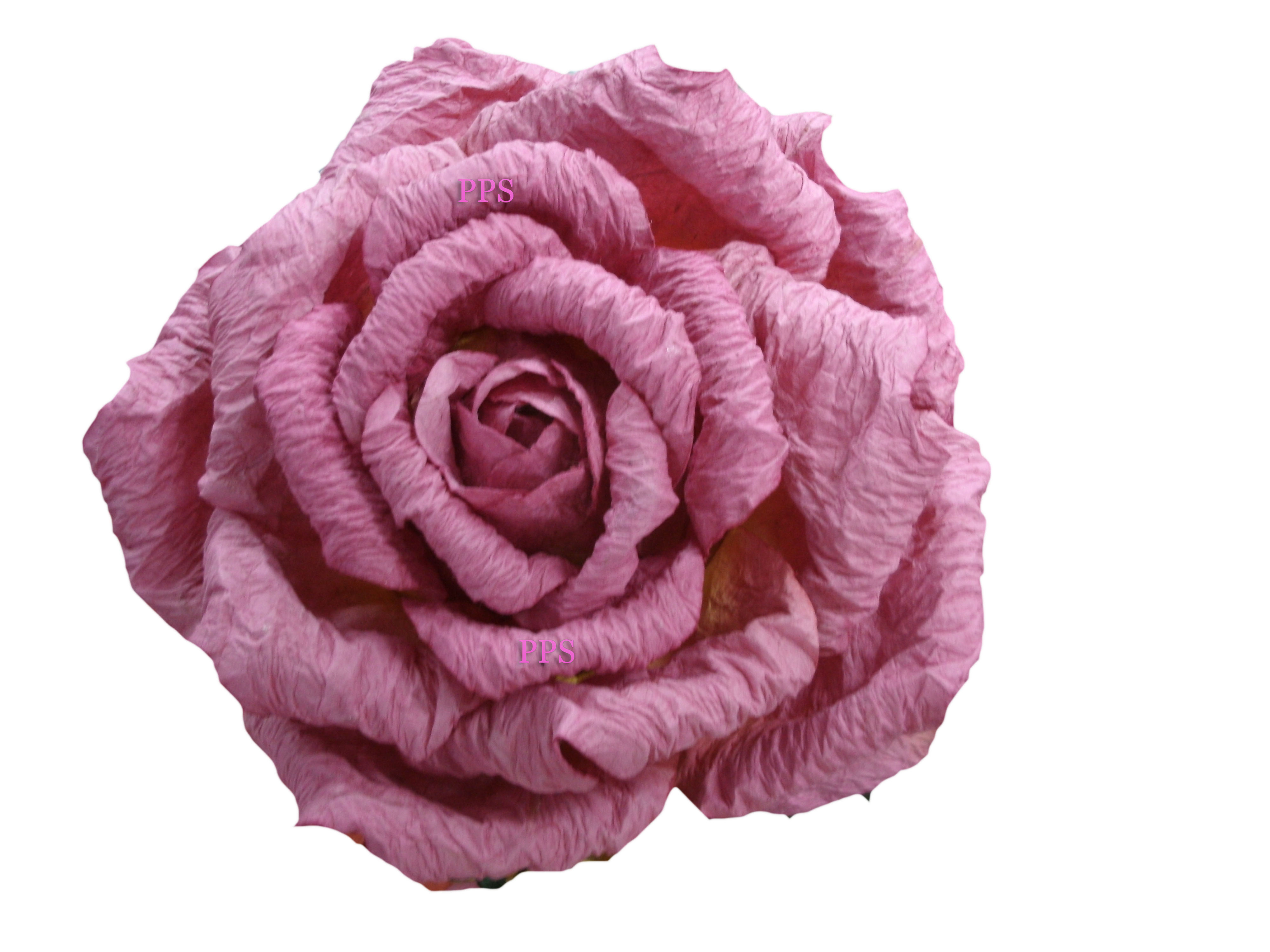 pinkrose-35