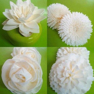 Sola flower.jpg