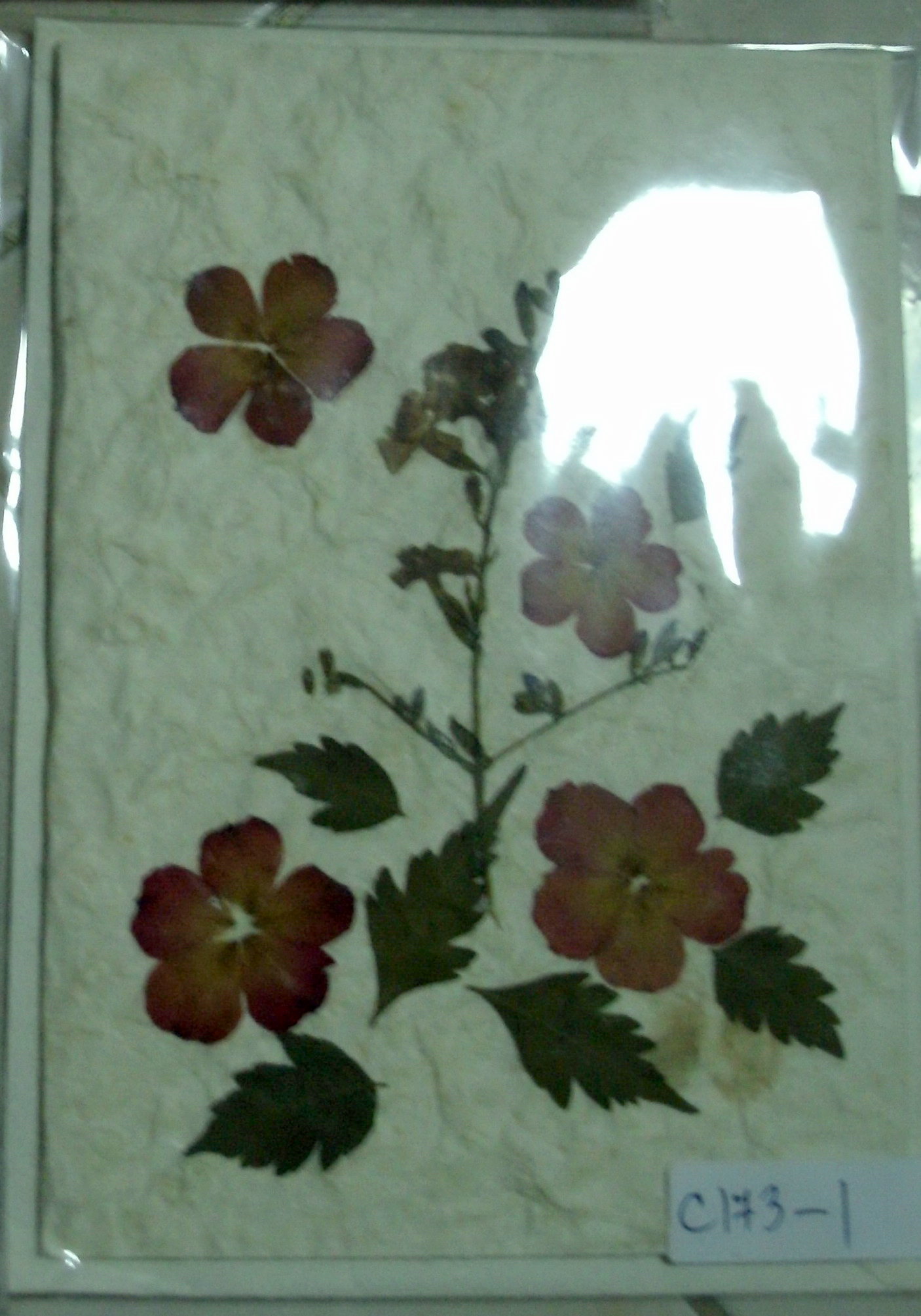 Greeting Card-GEDC1235-3