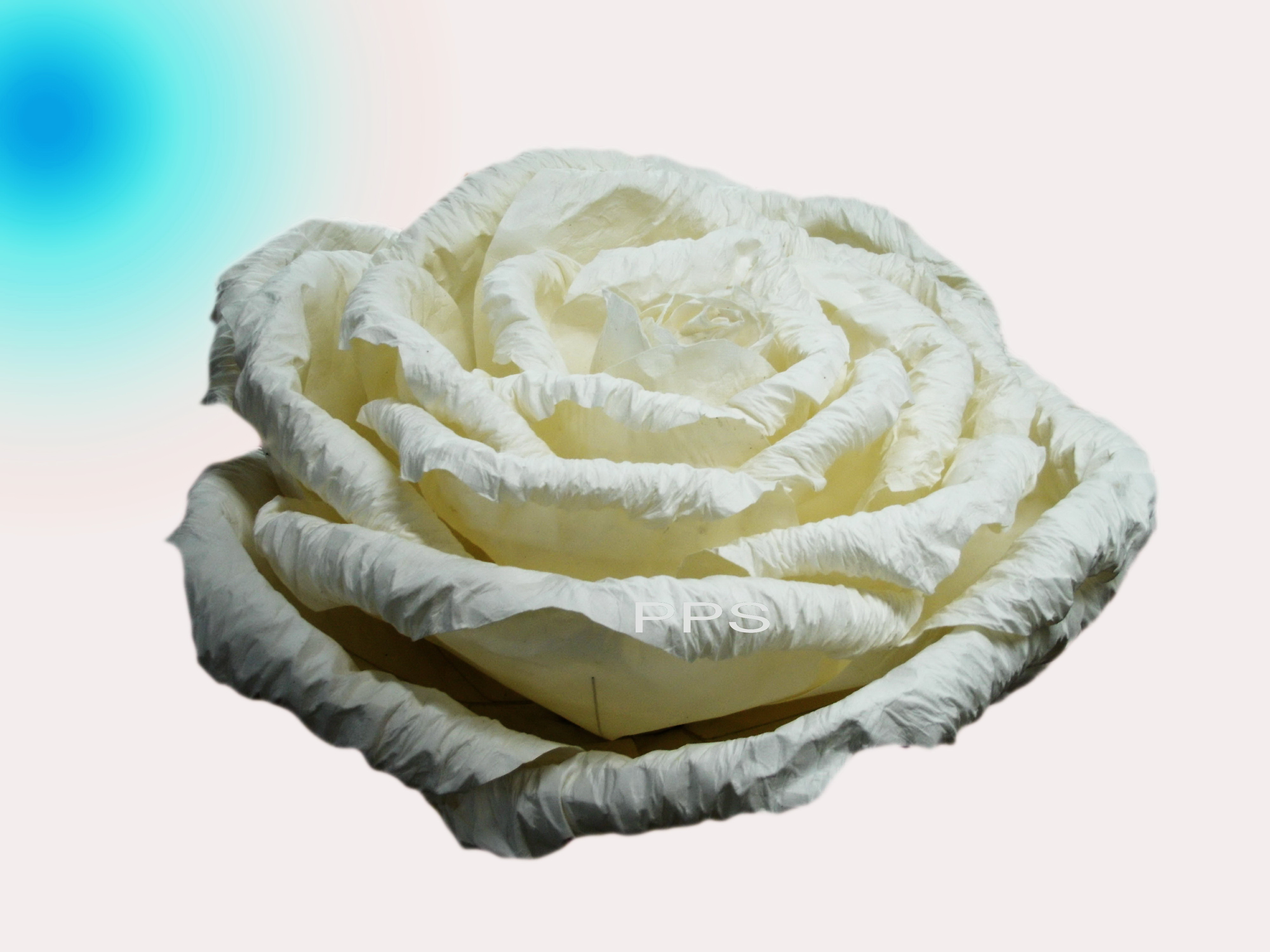 Giant Rose-38