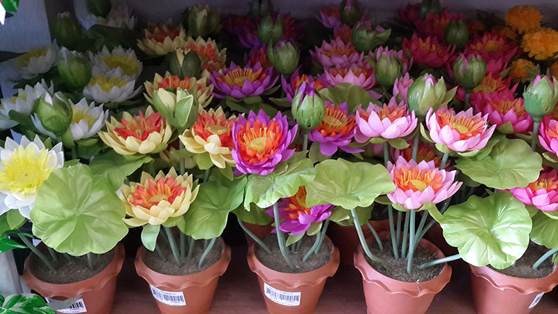 SatinFlower-F29-001