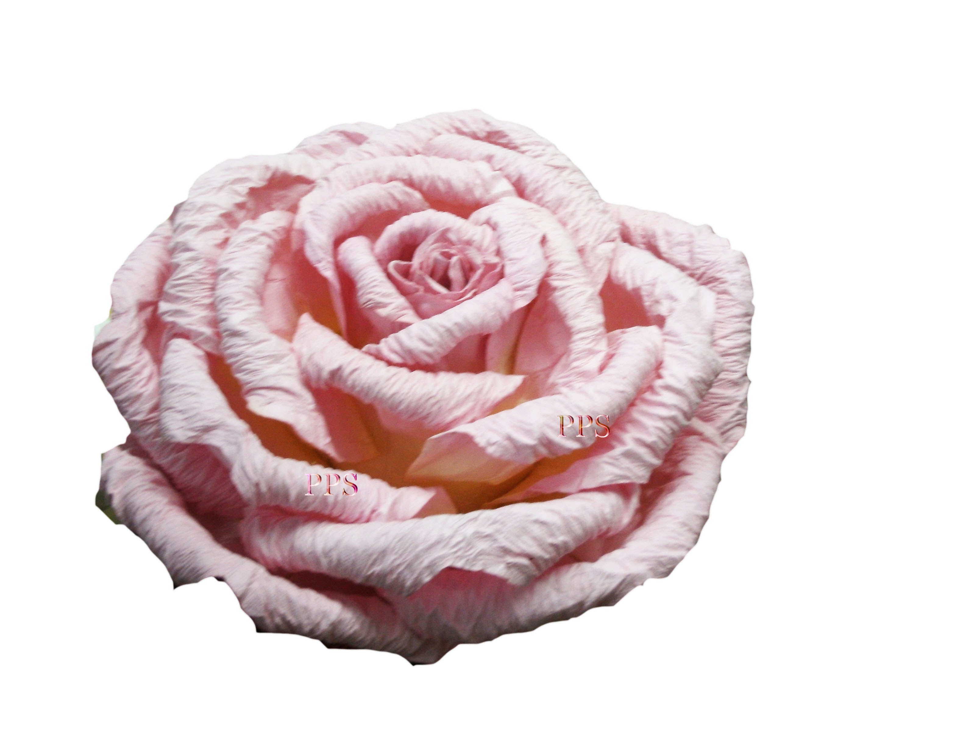 lightpinkrose-36
