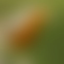 Homeschool Garden Club - Robin