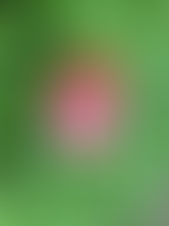 Orchard Training Homeschool Advent Calendar!