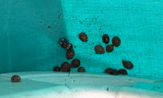 Several ladybugs on a textured teal surface and a white background, scattered in various positions.