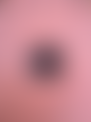 Spider in pot drainage hole