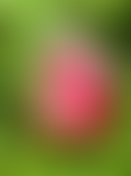 Day 17 of Advent Calendar